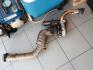 Honda S2000 Greddy Turbo Kit